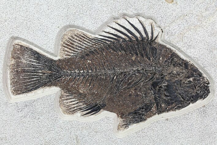Huge, Priscacara Fossil Fish - Top Quality Example #77878